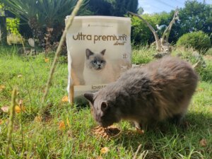 Doudou donne son avis sur les croquettes Ultra Premium Direct !