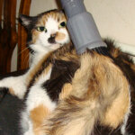 aspirateur poil de chat