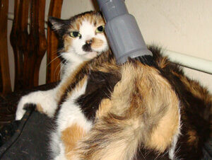 aspirateur poil de chat