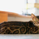 Chat bengal