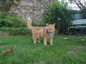 florette teste le gps pour chat Weenect