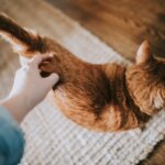 orange tabby cat on gray area rug