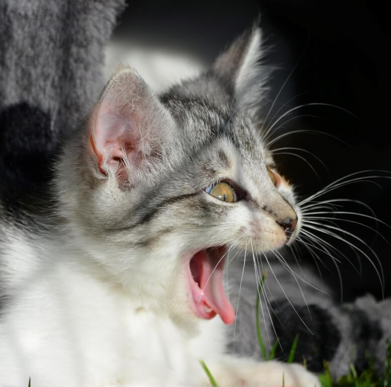 cat, scream, yawning