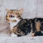 house cat, yard, outbred