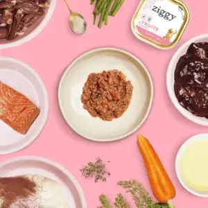 ziggy pour chaton à la truite 
