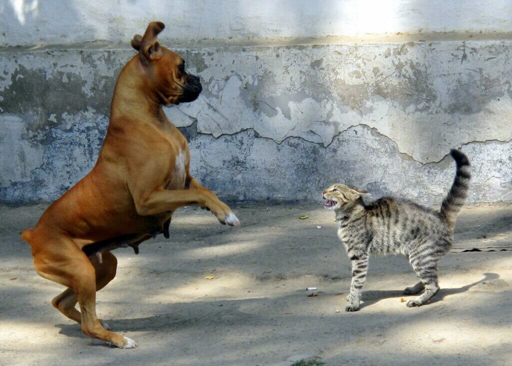 chat intimidant un chien