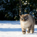 chat dans la neige