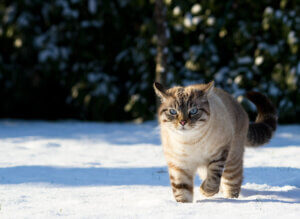 chat dans la neige