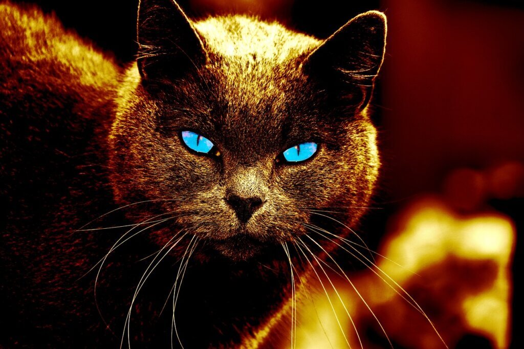 cats, felines, nature