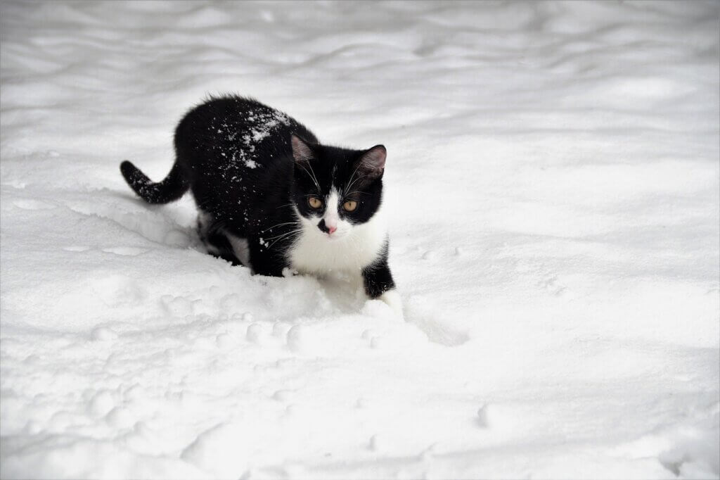 chat dans la neige 