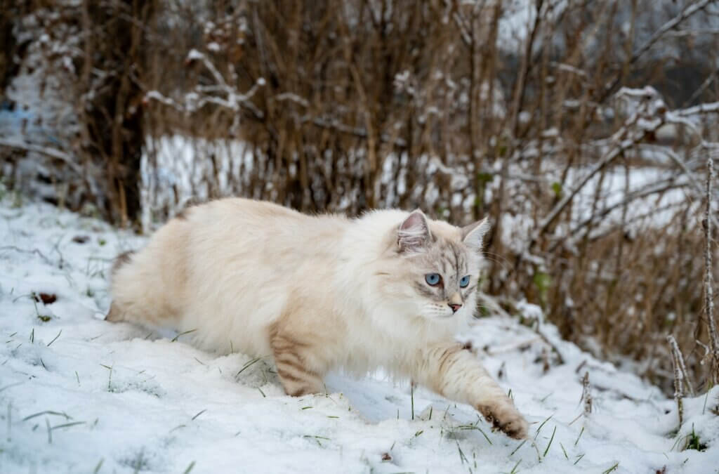 chat sibérien dans la neige