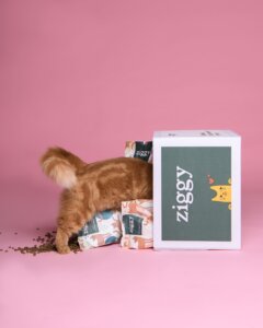 Avis croquettes Ziggy