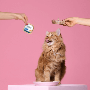 avis patée pour chat Ziggy