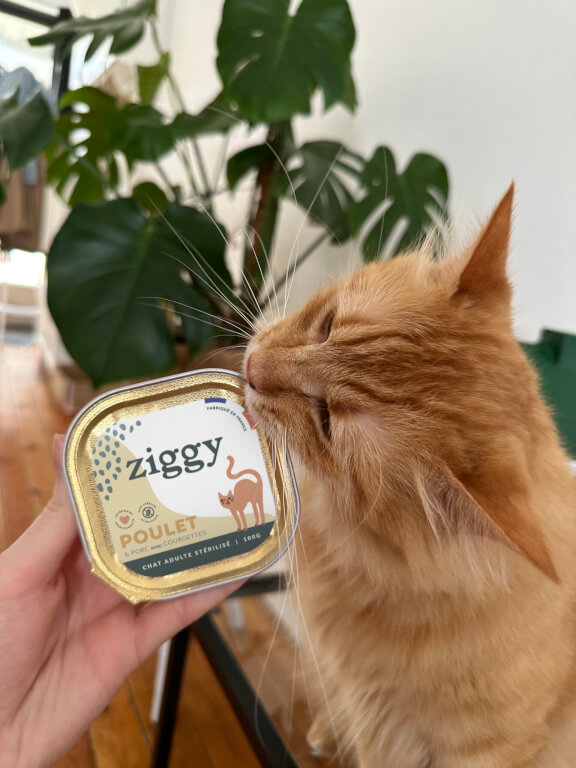 patée ziggy miam chat