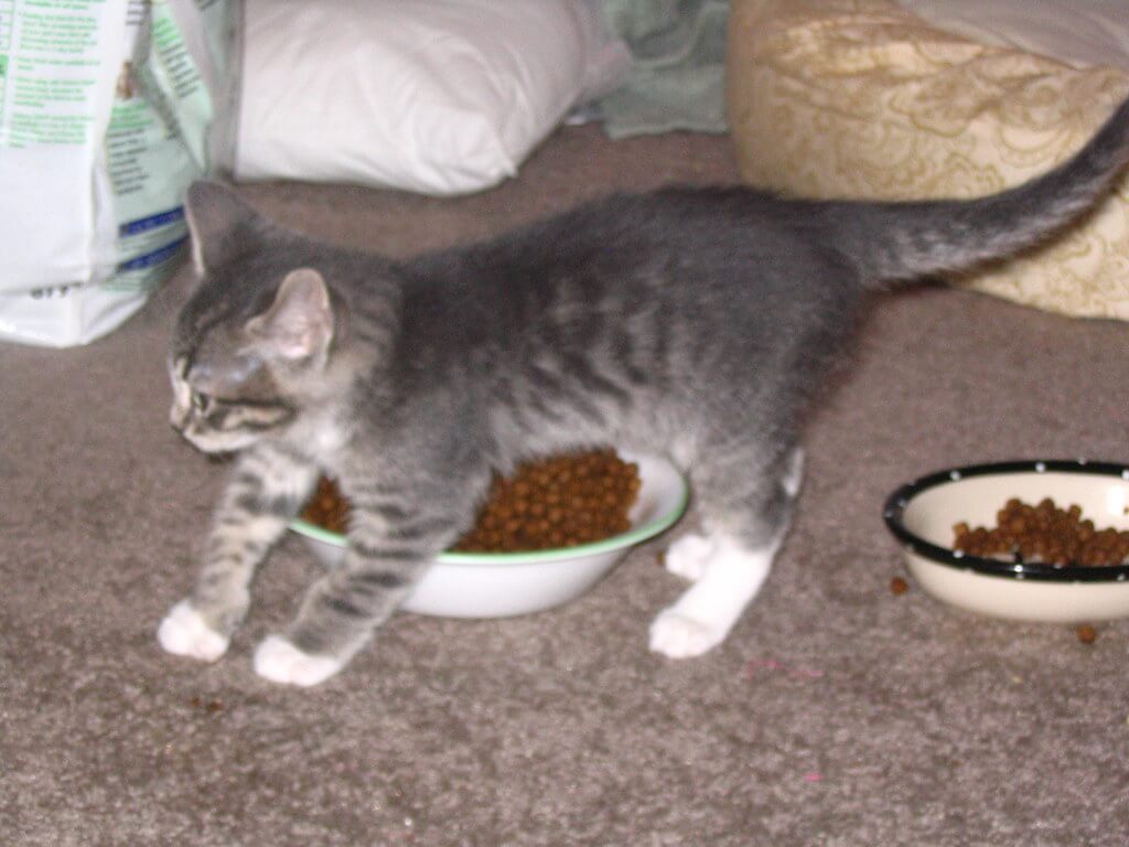 un chaton mange des croquettes