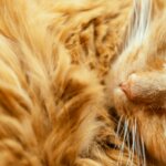 brown tabby cat lying on brown textile