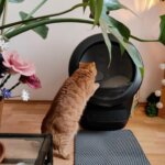 Litière automatique Litter Robot 4